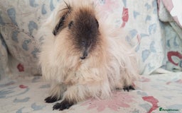 Guinea Pig rodents for sale: BABY GUINEA PIGS AVAILABLE HEREFORDSHIRE  - Image 21