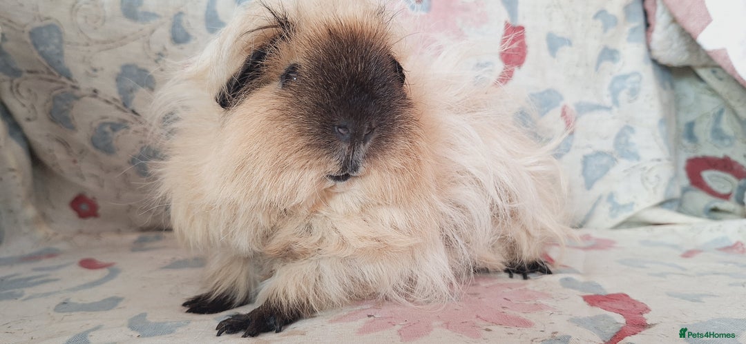 Guinea Pig rodents for sale: BABY GUINEA PIGS AVAILABLE HEREFORDSHIRE  - Image 21