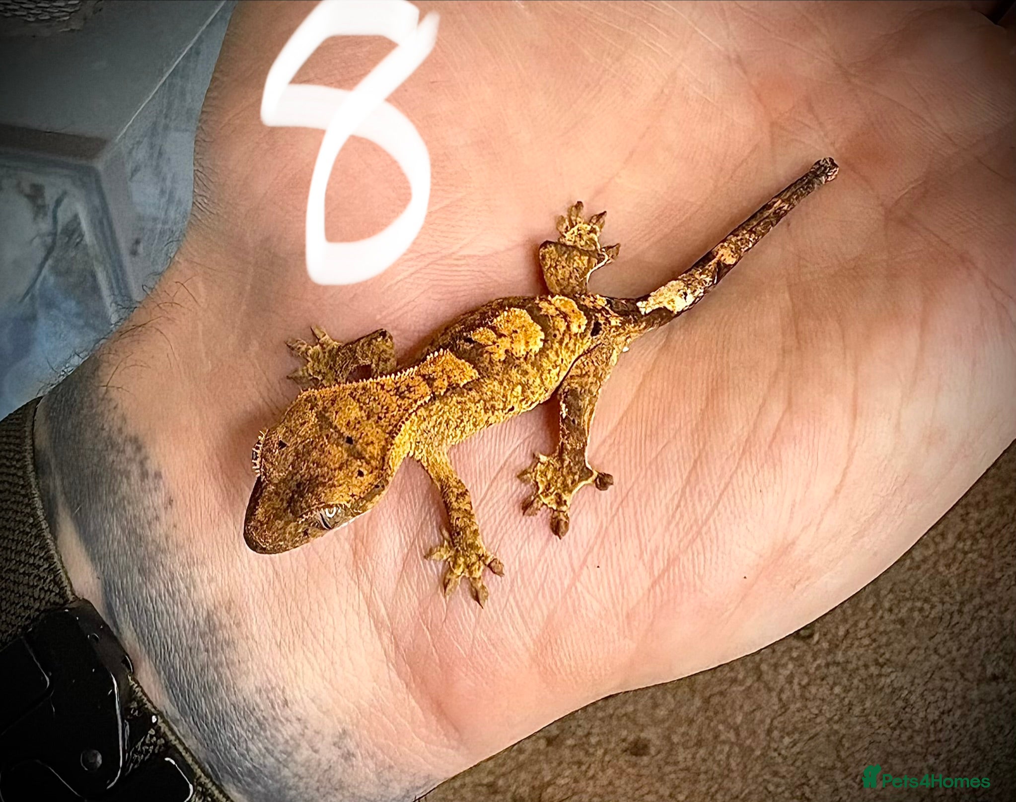 Gecko reptiles Baby crested gecko mixed  - Advert 1