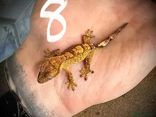 Gecko reptiles Baby crested gecko mixed - Advert 2