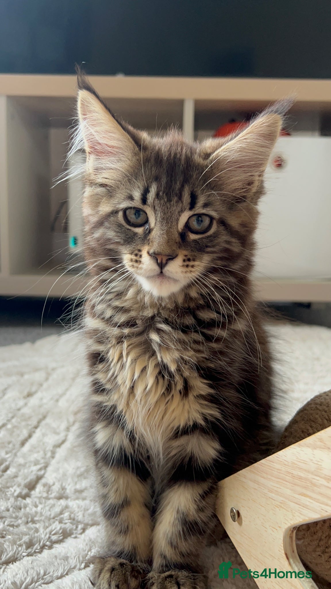 Maine Coon cats Maine coon kittens looking for new homes - Advert 1