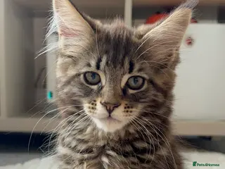 Maine Coon cats Maine coon kittens looking for new homes - Advert 1