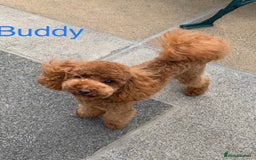 Toy Poodle dogs for sale: TINY TOY POODLE PUPPIES 5🌟LICENSED BREEDER  - Image 10
