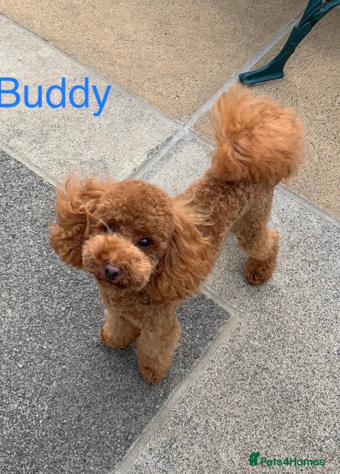 Toy Poodle dogs for sale: TINY TOY POODLE PUPPIES 5🌟LICENSED BREEDER  - Image 10