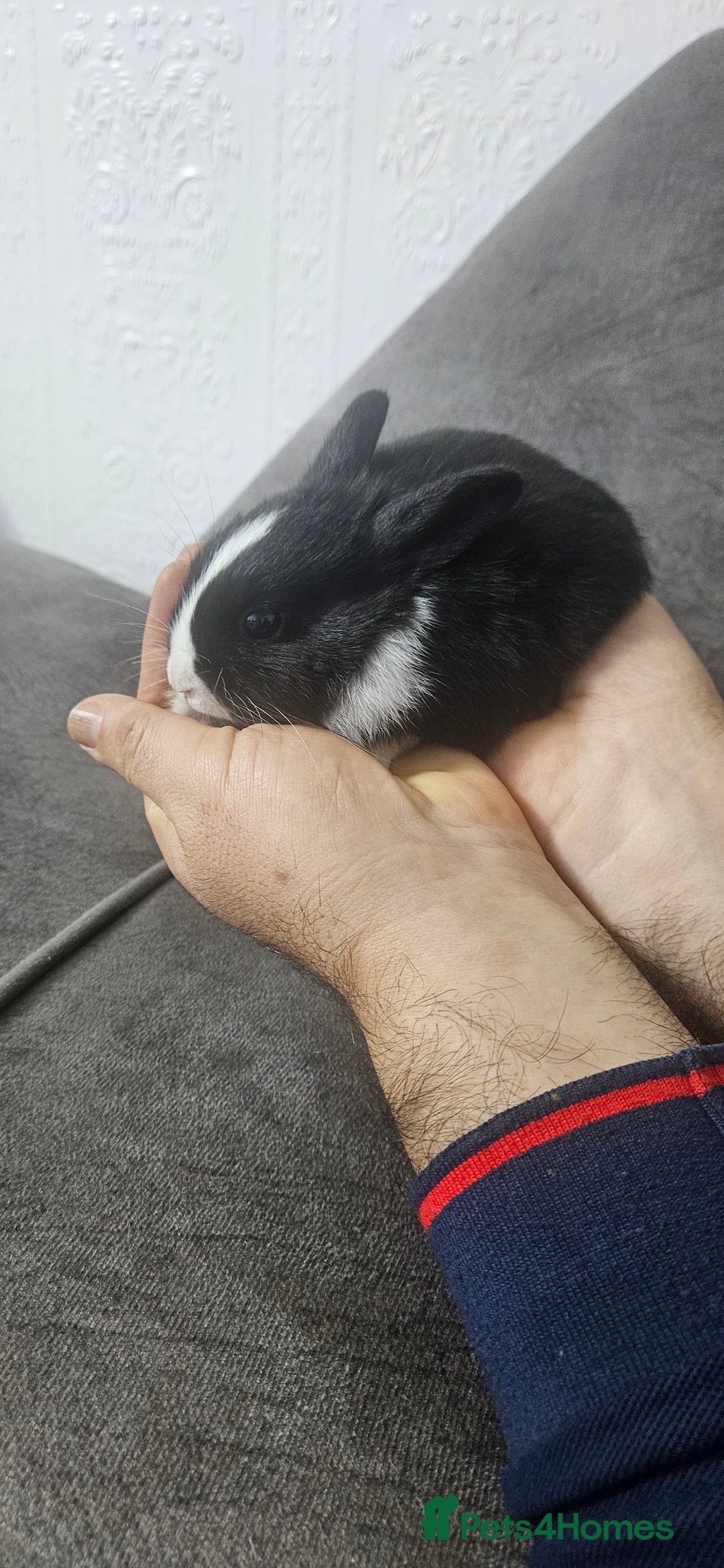 Rex rabbits for sale: They are 5 weeks old so nice baby - Advert 6