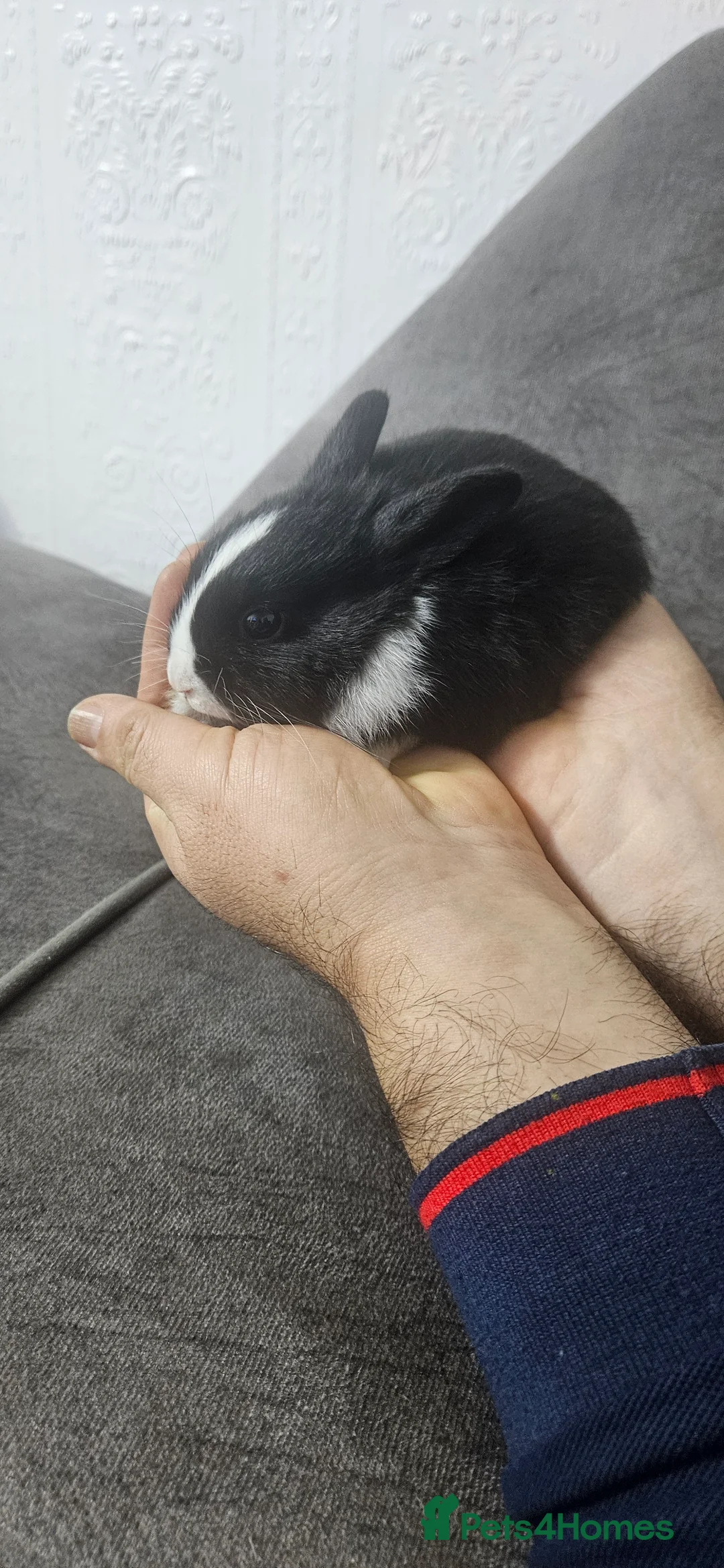 Rex rabbits for sale: They are 5 weeks old so nice baby - Advert 6