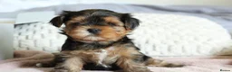 Yorkshire Terrier dogs for sale: 2 MINATURE YORKSHIRE TERRIER GIRLS - Advert 3