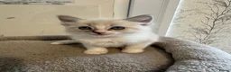 Ragdoll cats for sale: Beautiful Ragdoll Kittens - Advert 16