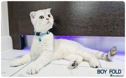 Scottish Fold cats for sale: Scotish Fold Kittens (Delivery available) - Image 14