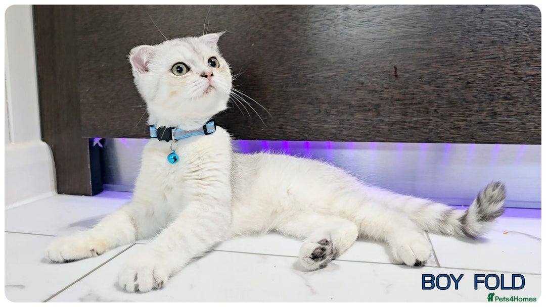 Scottish Fold cats for sale: Scotish Fold Kittens (Delivery available) - Image 14