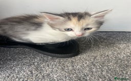 Mixed Breed cats for sale: 3 gorgeous kittens 2 long hair 1 short  - Image 6
