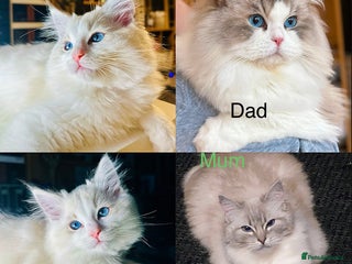 Ragdoll cats Ready to go!!! DNA Tested Charming Ragdoll Kittens - Advert 18