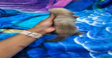 Ferret rodents - Advert 11