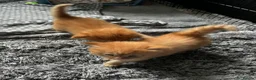 Maine Coon cats for sale: Majestic Fire Maine Coon Kittens - Advert 26