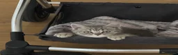 British Shorthair cats for sale: British Shorthair For Sale 💕 in Glasgow - Advert 3
