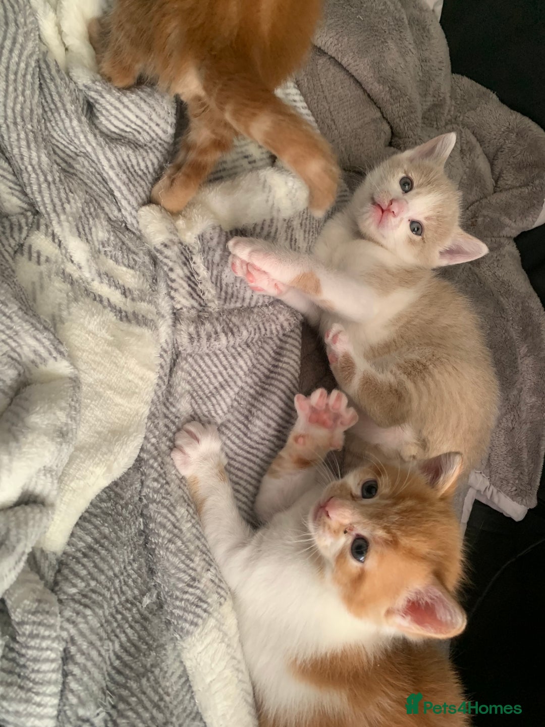 Mixed Breed cats for sale: 5 beautiful mixed British short hair  ✨ - Image 20
