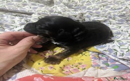 Cocker Spaniel dogs for sale: 6 beautiful working cocker spaniels  - Image 6