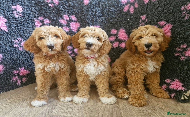 Australian Labradoodle dogs in Bourne - Advert 10