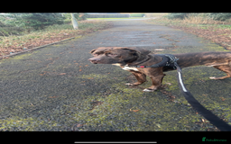 Mixed Breed dogs for sale: Sully (1 year old cane corso cross) - Image 7