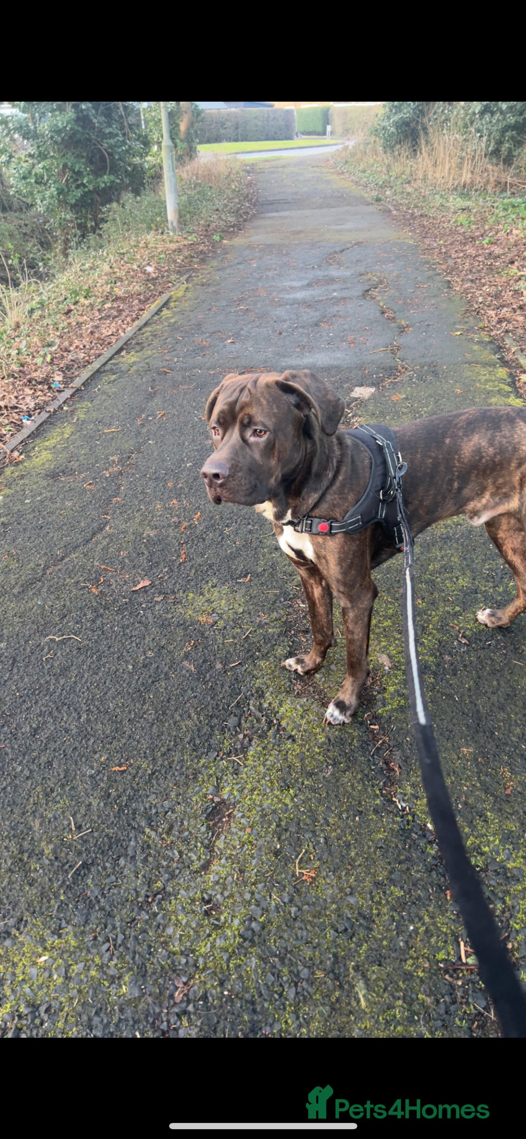 Mixed Breed dogs for sale: Sully (1 year old cane corso cross) - Image 7