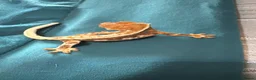 Gecko reptiles for sale: Baby gargoyle geckos and baby cresties lilys etx - Advert 18
