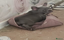 French Bulldog dogs for sale: French bulldog (silver/blue) - Image 7