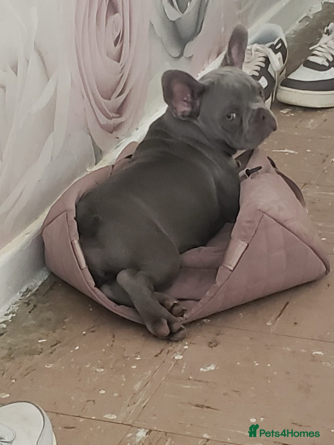 French Bulldog dogs for sale: French bulldog (silver/blue) - Image 7