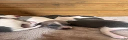 Italian Greyhound dogs for sale: 🤍Outstanding Italian Greyhound litter🤍 in Wetherby - Advert 7