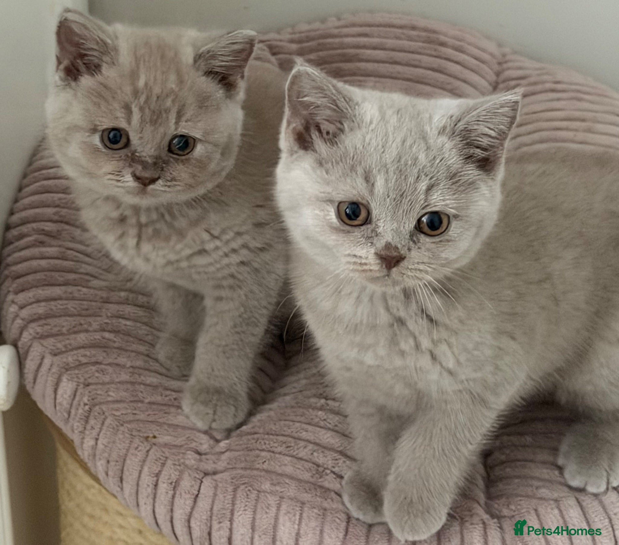 British Shorthair cats Pretty British Shorthair Kittens - Advert 2
