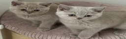 British Shorthair cats for sale: Pretty British Shorthair Kittens - Advert 8