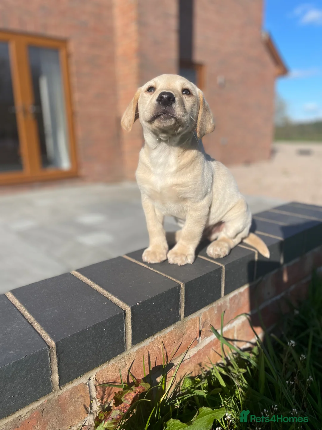 Labrador Retriever dogs for sale: Beautiful golden boy  in Welshpool - Advert 1