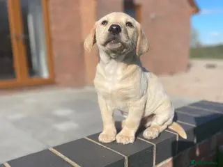 Labrador Retriever dogs Beautiful golden boy - Advert 5