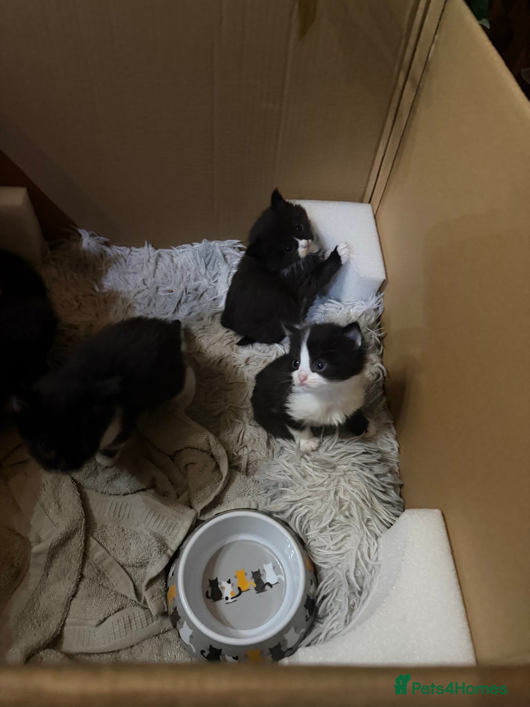 Mixed Breed cats for sale: Half ragdoll - Advert 4