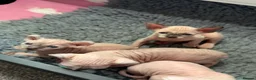 Sphynx cats for sale: Rare seal pointed Elf/Dwelf Sphynx kittens in Norwich - Advert 15