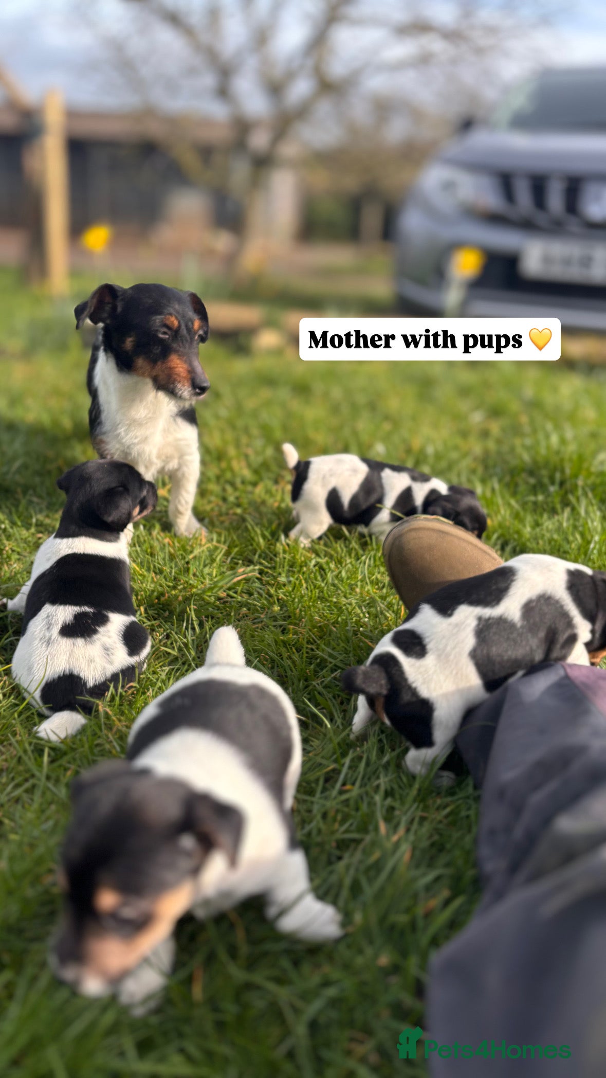 Jack Russell dogs Jack russell puppies 🐾 - Advert 14