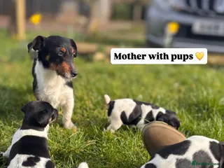Jack Russell dogs Jack russell puppies 🐾 - Advert 14