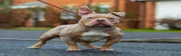 American Bully dogs for stud: Lilac tri Merle pocket bully ABKC registered in Manchester - Advert 3
