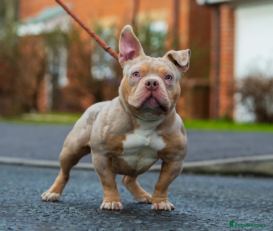 American Bully dogs for stud: Lilac tri Merle pocket bully ABKC registered in Manchester - Advert 3