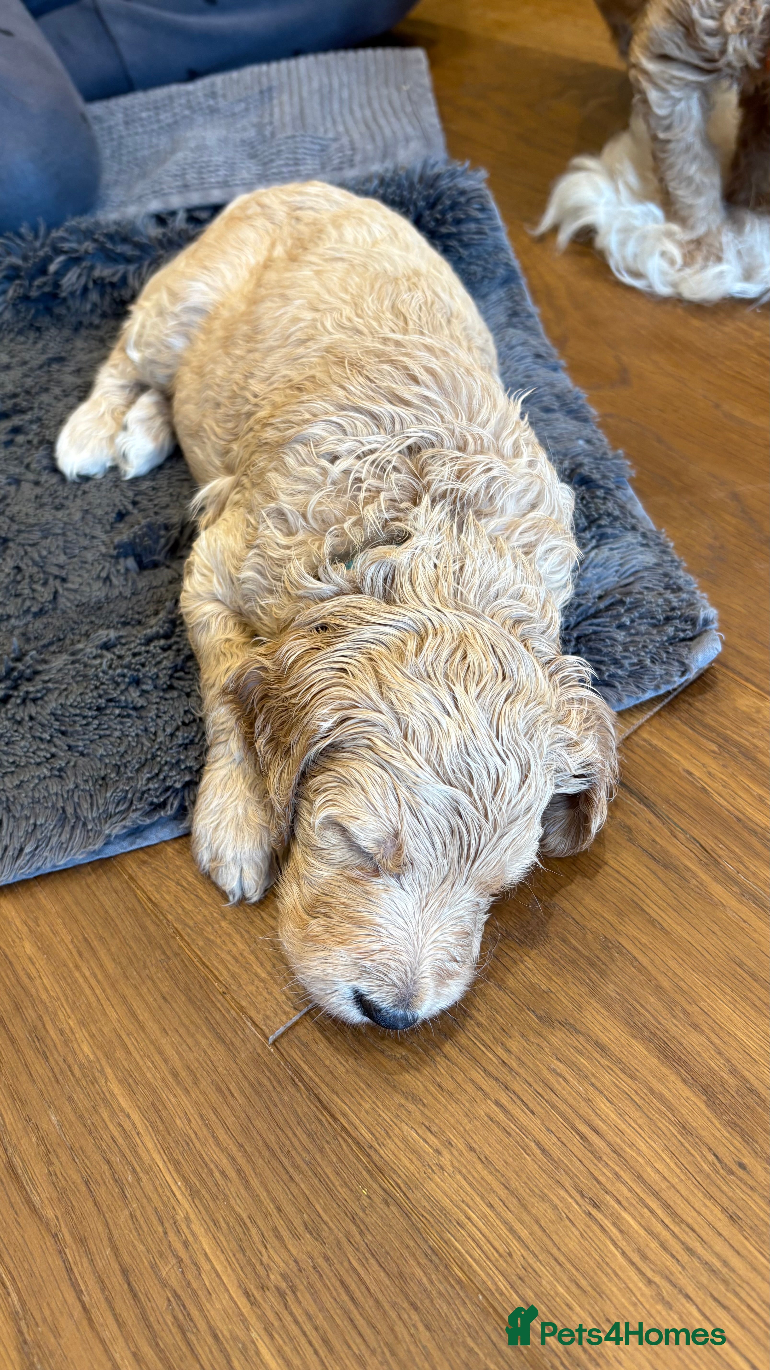 Goldendoodle dogs Golden doodle puppies from a loving home - Advert 2