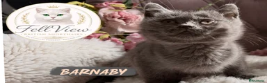 Barnaby 