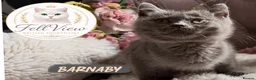 British Shorthair cats for sale: BEAUTIFUL GCCF BSH KITTENS - READY NOW 🤍 - Advert 2