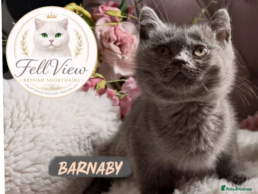 British Shorthair cats for sale: BEAUTIFUL GCCF BSH KITTENS - READY NOW 🤍 - Advert 2