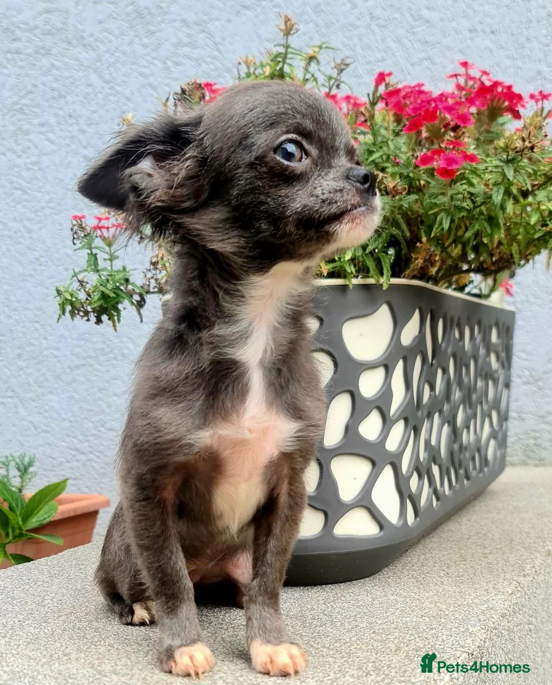 Chihuahua dogs for stud: Chihuahua  in Birmingham - Advert 13