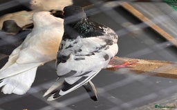 Pigeons birds for sale:  Pakistani and Iranian pigeon for sale  - Image 4
