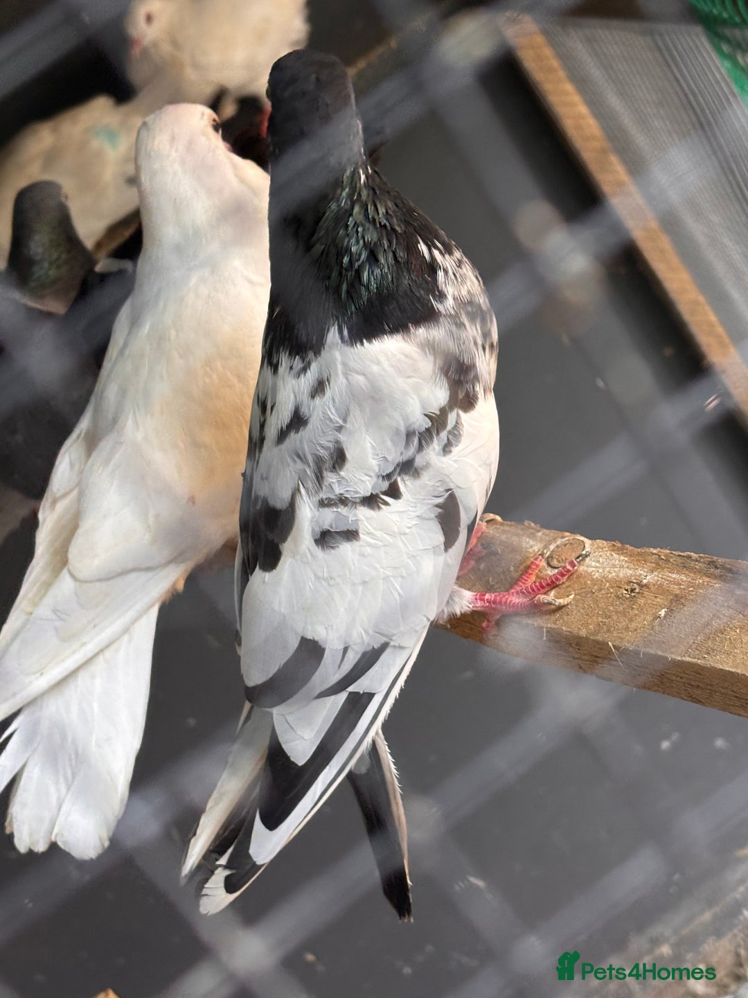 Pigeons birds for sale:  Pakistani and Iranian pigeon for sale  - Image 4