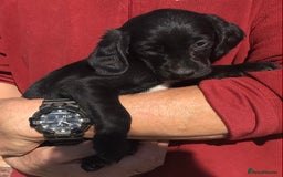 Cockerdor dogs for sale: AMAZING COCKERDOR/COCKADOR PUPPIES - Image 40