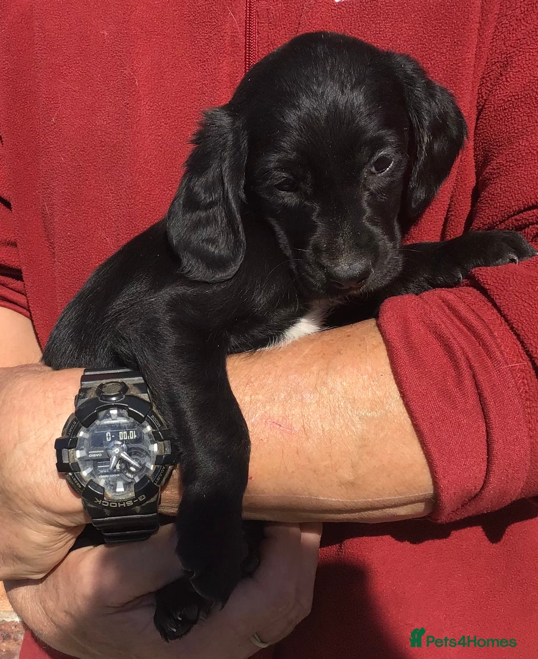 Cockerdor dogs for sale: AMAZING COCKERDOR/COCKADOR PUPPIES - Image 40