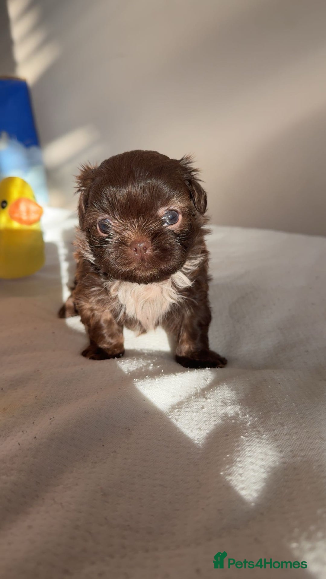 Shih Tzu dogs for sale: Tri-Colour KC Imperial Shih Tzu Puppies - Advert 15