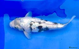 Koi Carp fish for sale: Huge selection of Japanese Koi for sale - Image 21