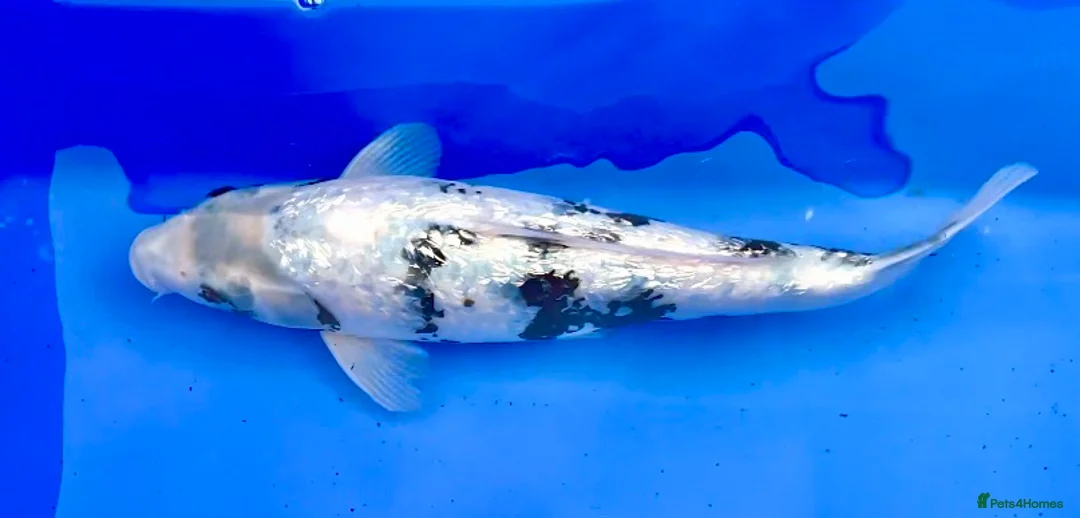 Koi Carp fish for sale: MASSIVE WINTER KOI SALE - 50% off - Advert 21